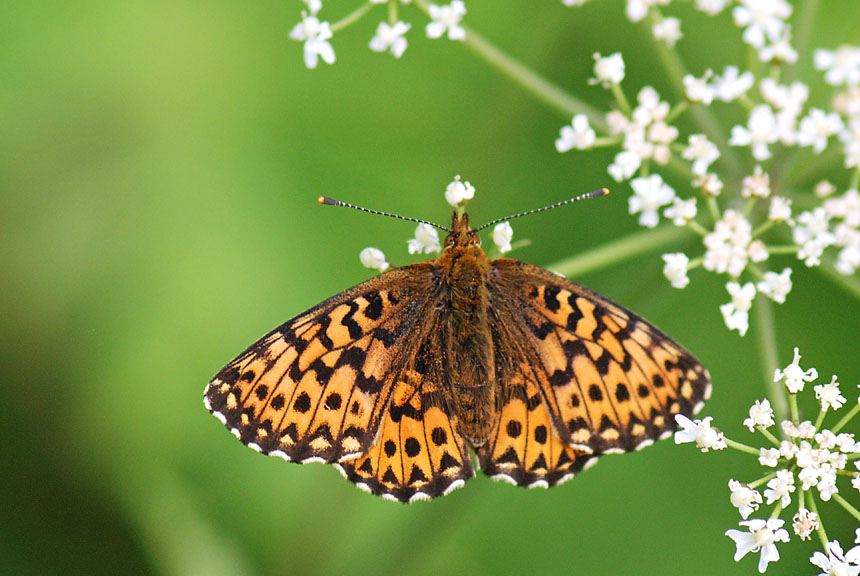 Una tempesta di colori - Boloria (Clossiana) titania